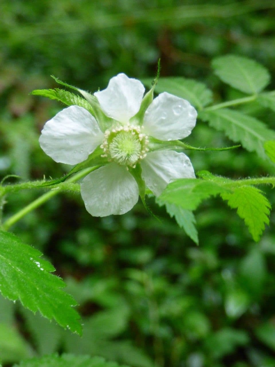 Rovo rosifoglio 6