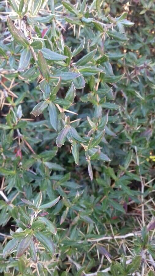 Berberys Gagnepaina 16