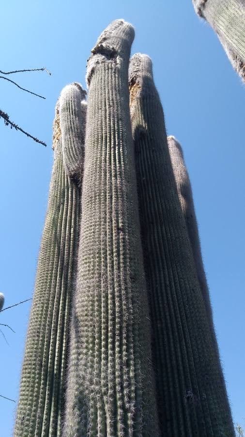 Cactus vecchio 16