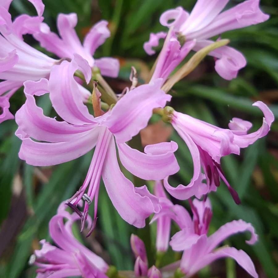 Nerine 5
