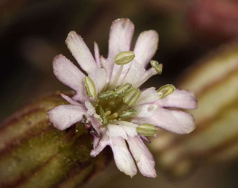 Campanula šedá 4
