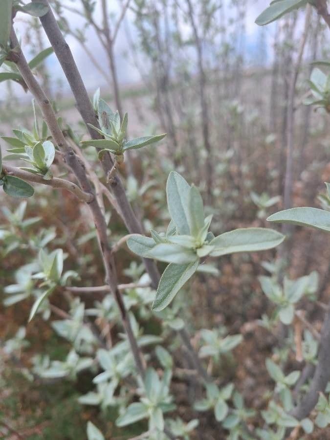 Hlošina stříbrná 20