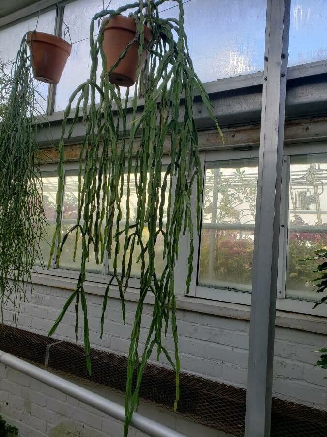 Rhipsalis 6