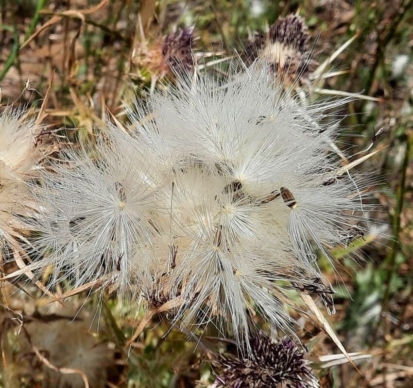 Elfenbein-Grasdistel