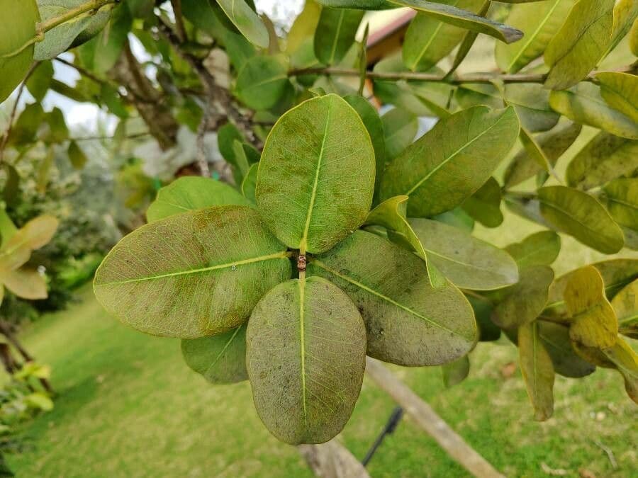 Syzygium 2