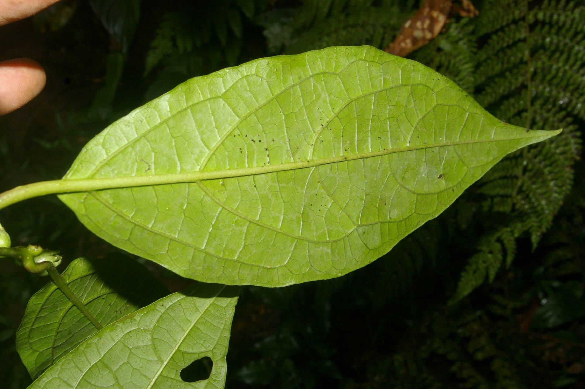 Lycianthes pauciflora 13