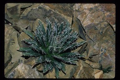 Kleinblütige Agave