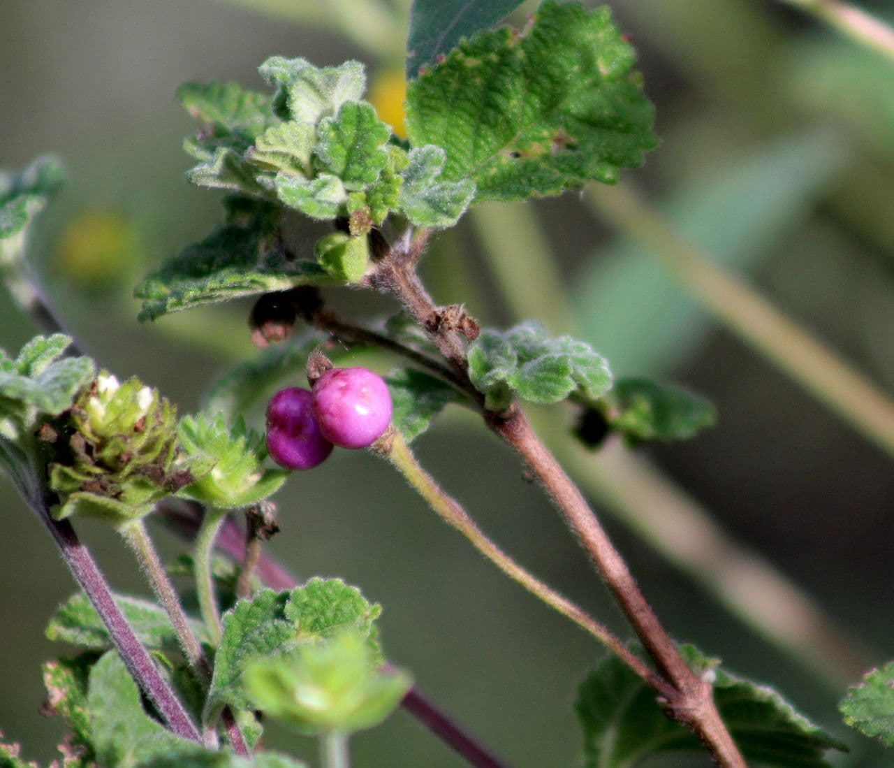 Lantana 10