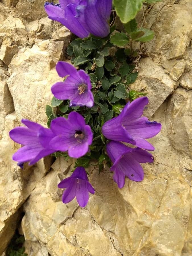 Campanula