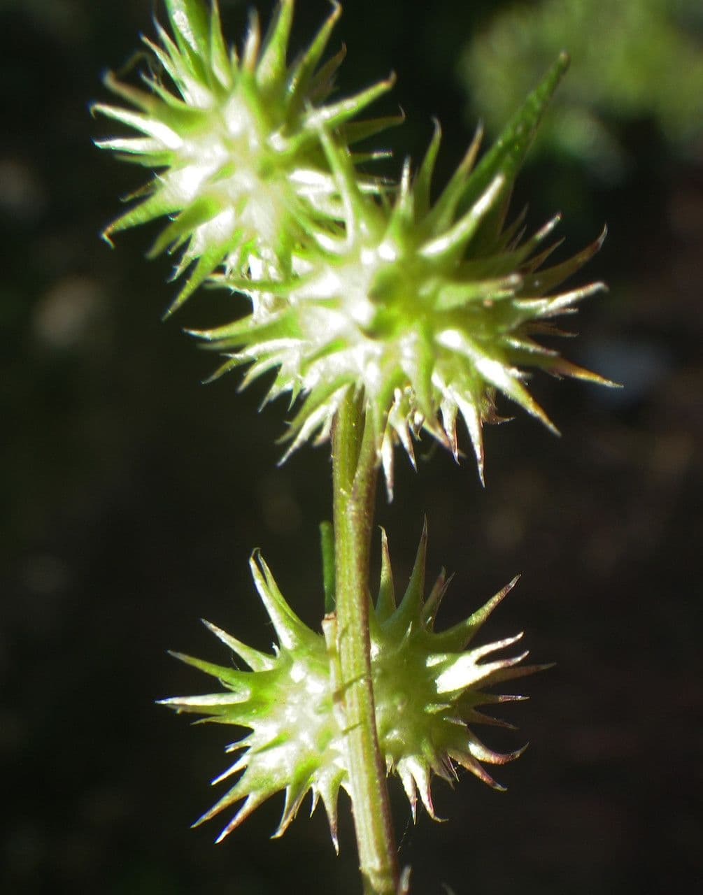 Succowia balearica 5