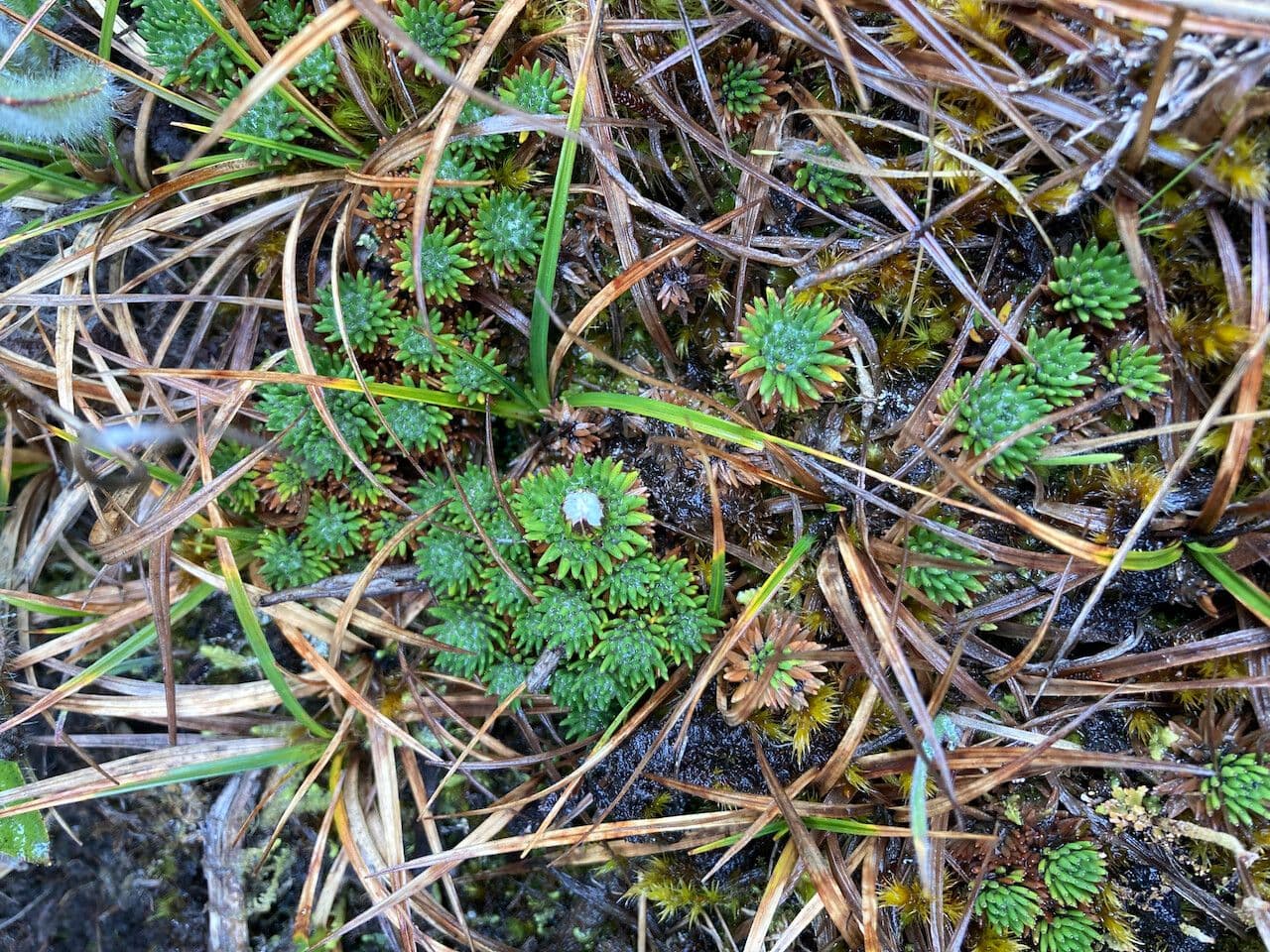 Xenophyllum 7