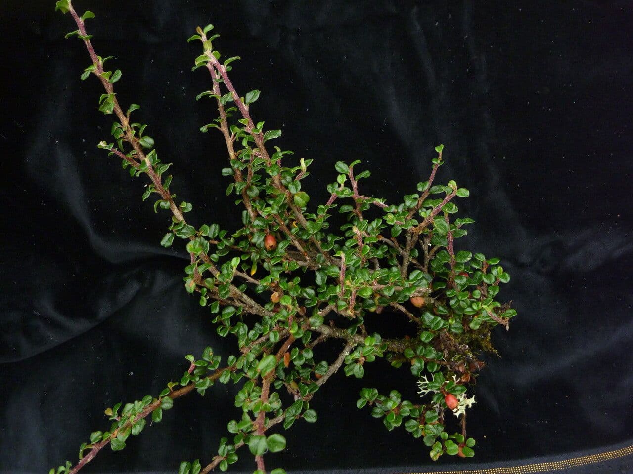 Cotonastro 2