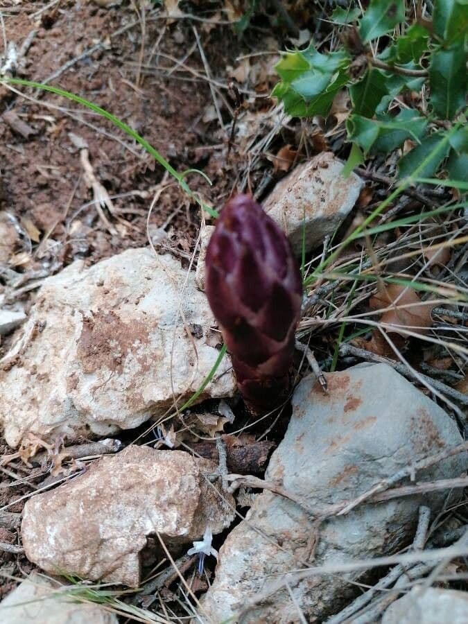 Orobanche sanguigna 16