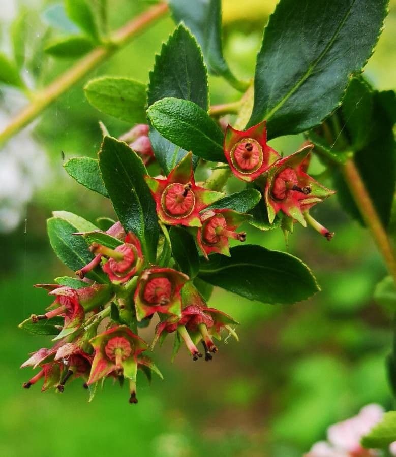 Rote Escallonie