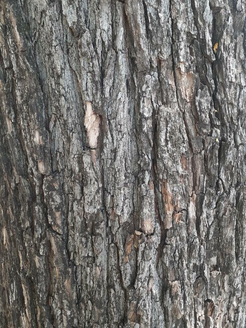 Tipu-Baum 21