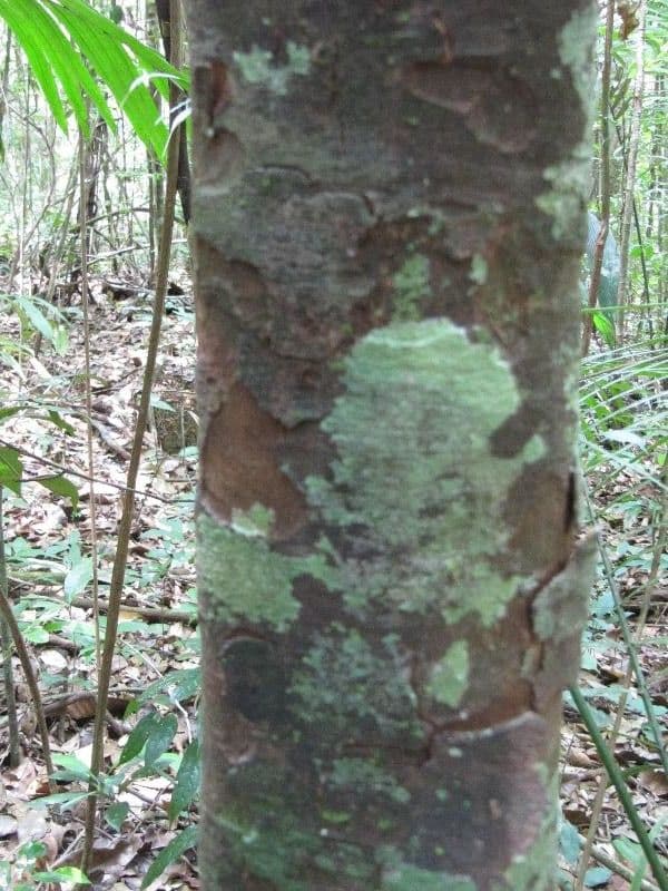 Chrysophyllum 6