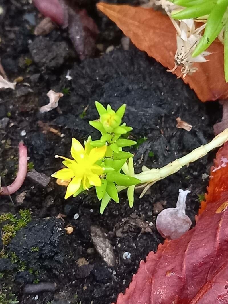 Sedum messicano 4