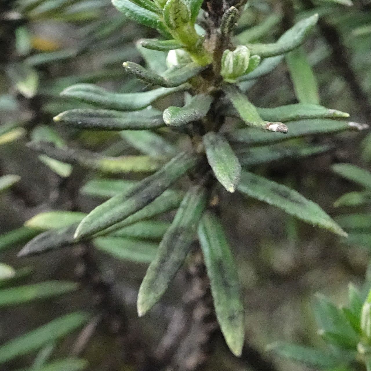 Rosmarinblättriger Diplostephium 3