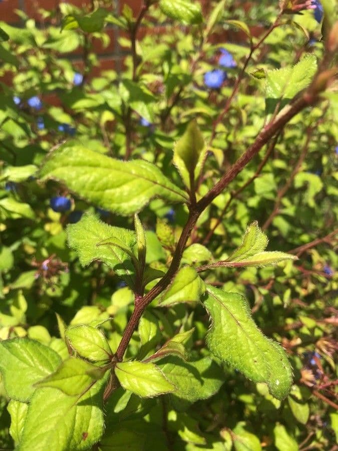 Ceratostigma 22