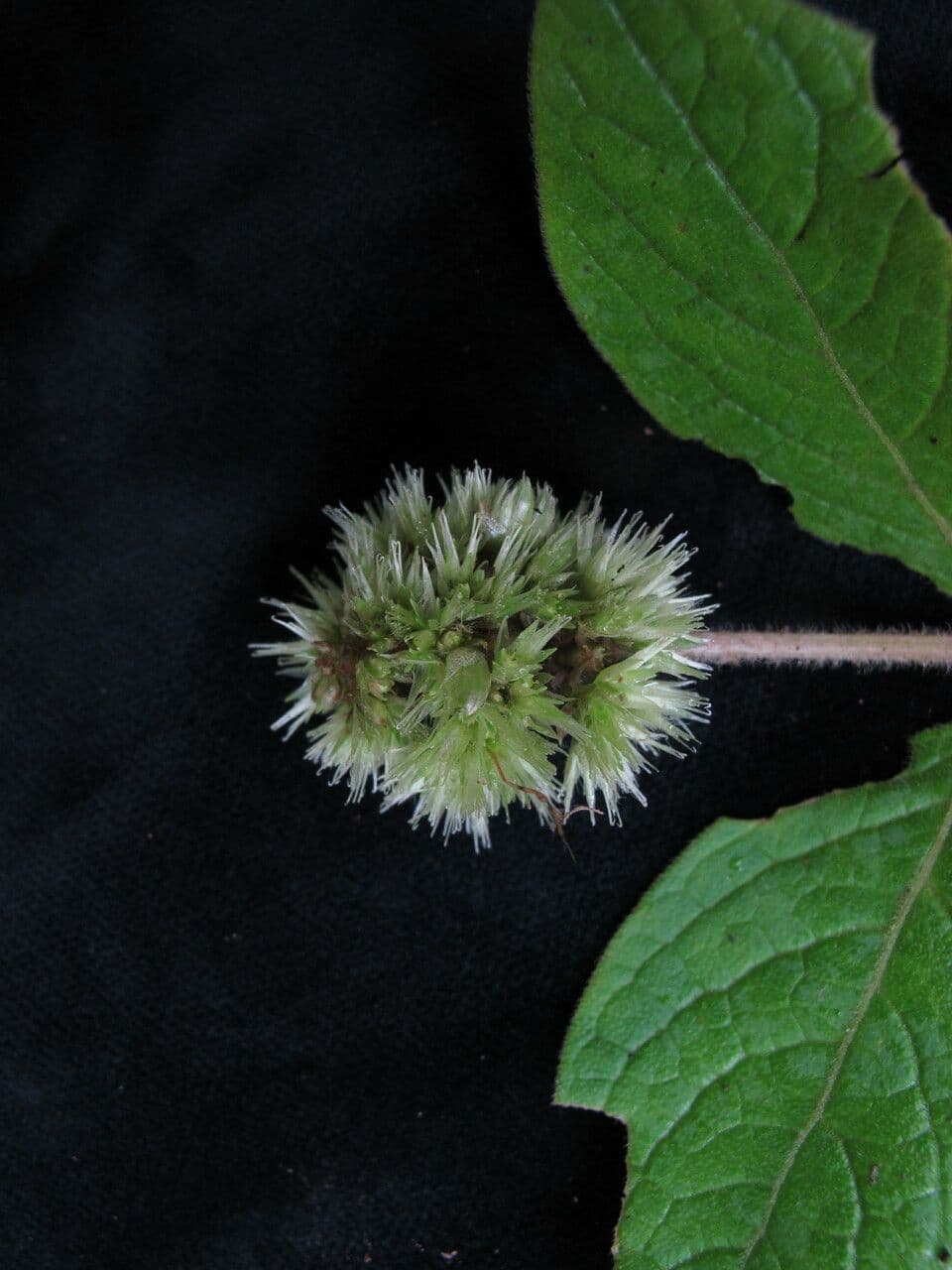 Cyathula 7