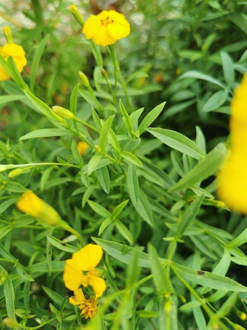 Tagetes 15