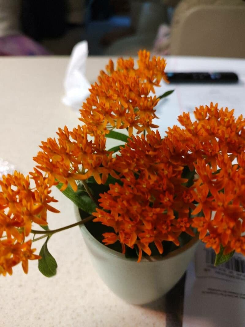 Asclepiade tuberosa 23