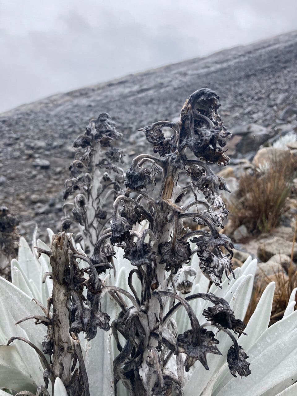 Senecio 2