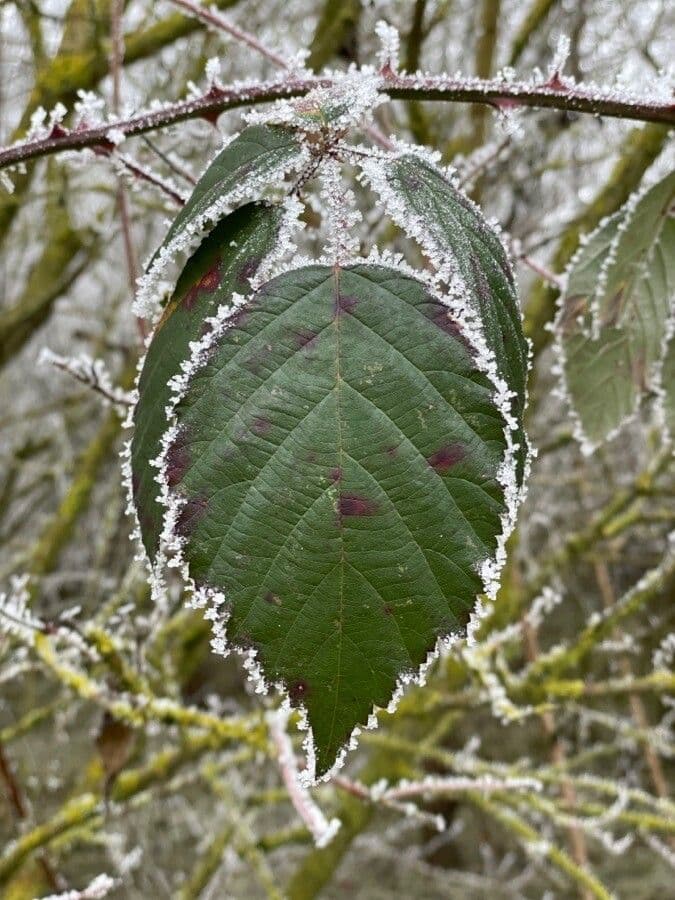 Großblättrige Brombeere 20
