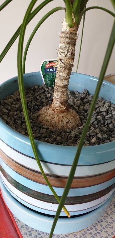 Beaucarnea 28