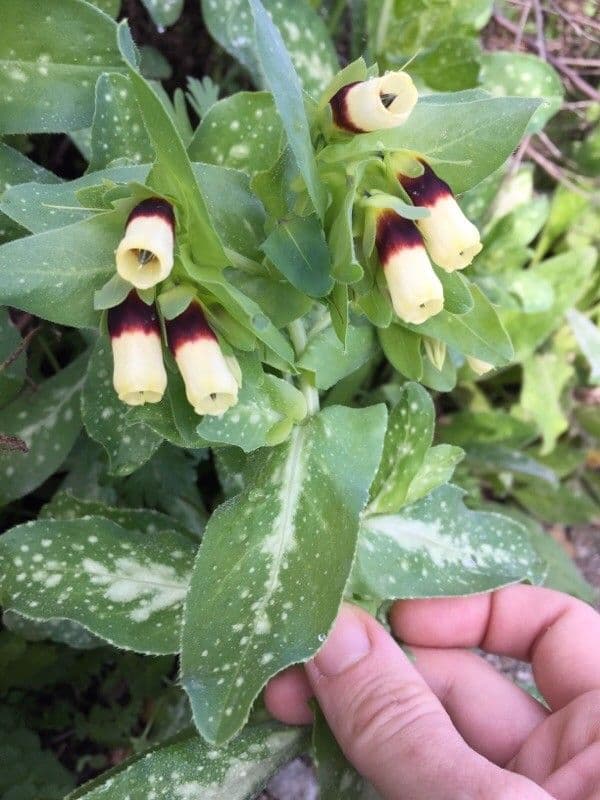 Cerinthe maggiore 10