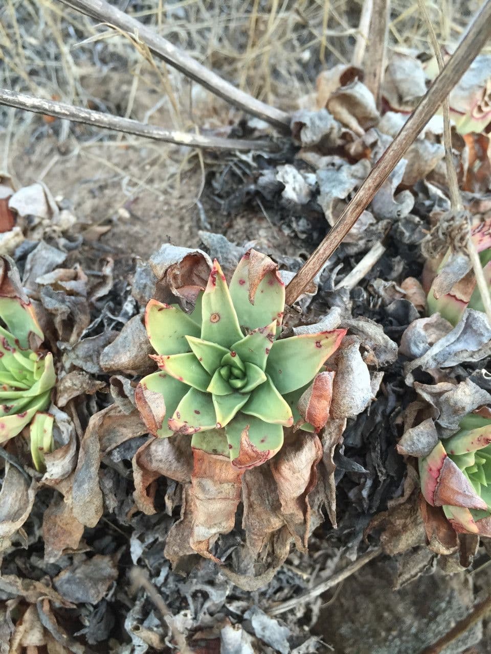 Dudleja 4
