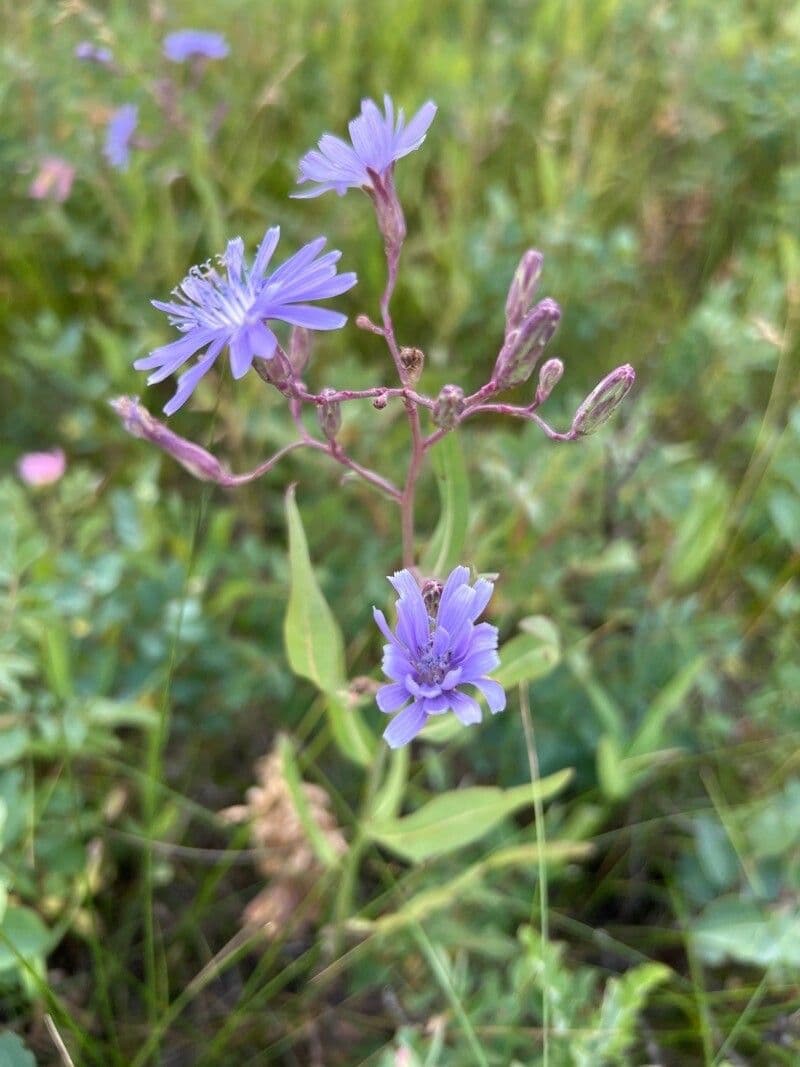 Lattuga siberiana 2