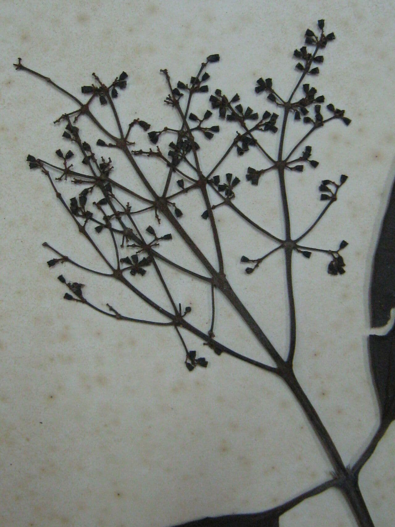 Miconia phaeophylla 2