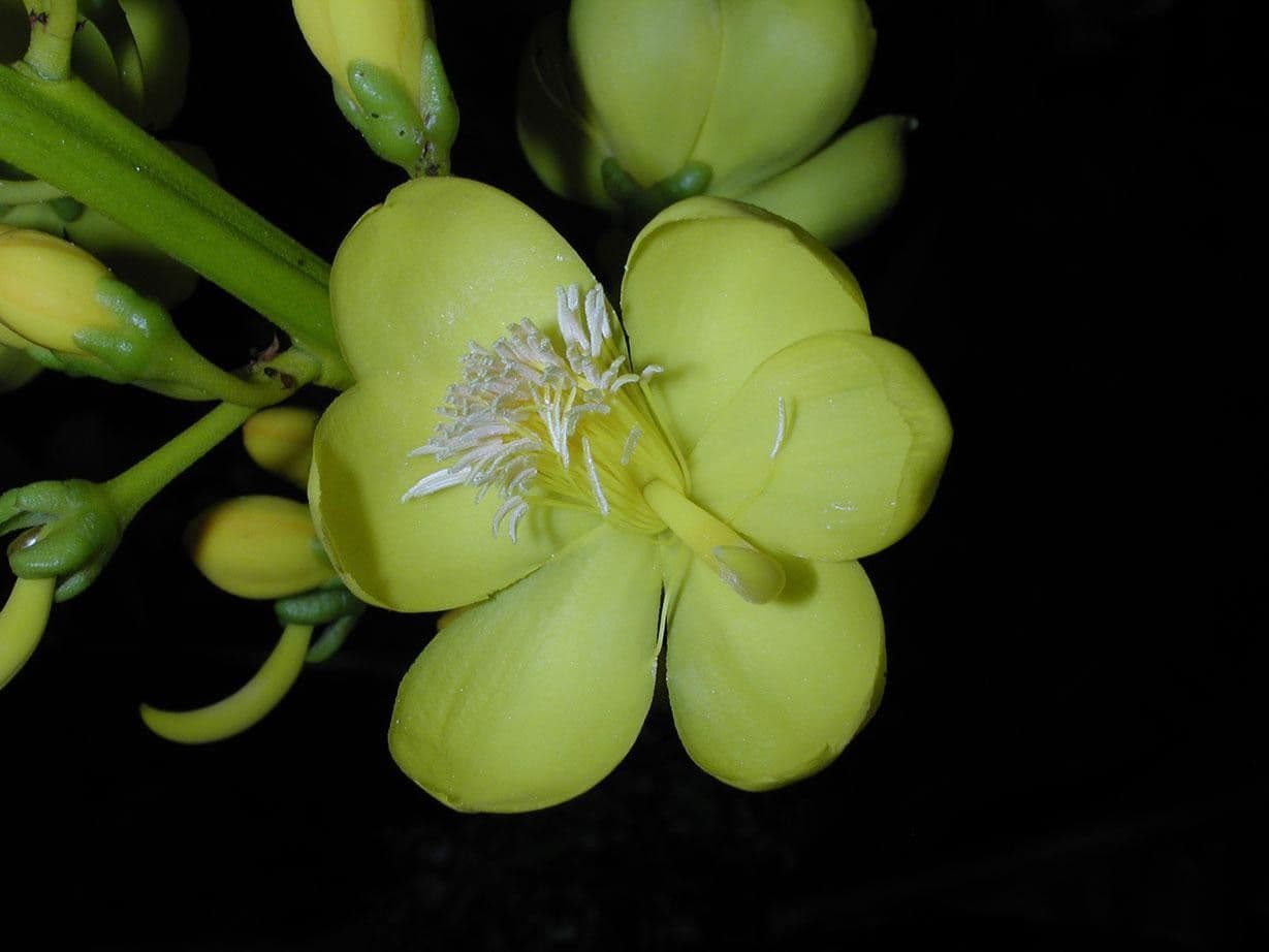 Cespedesia 3