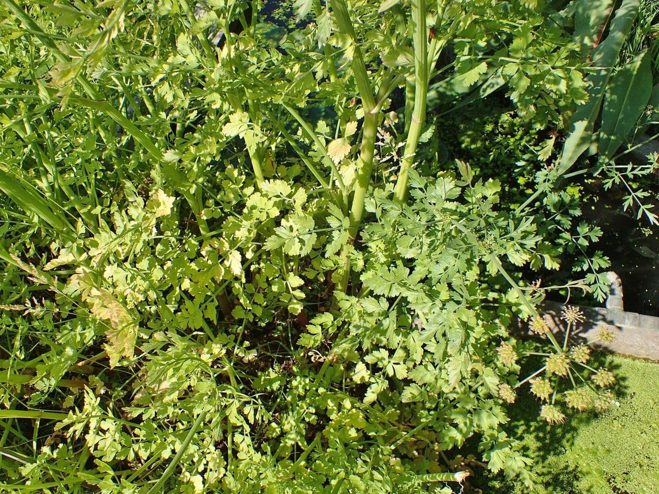 Finocchio acquatico 13