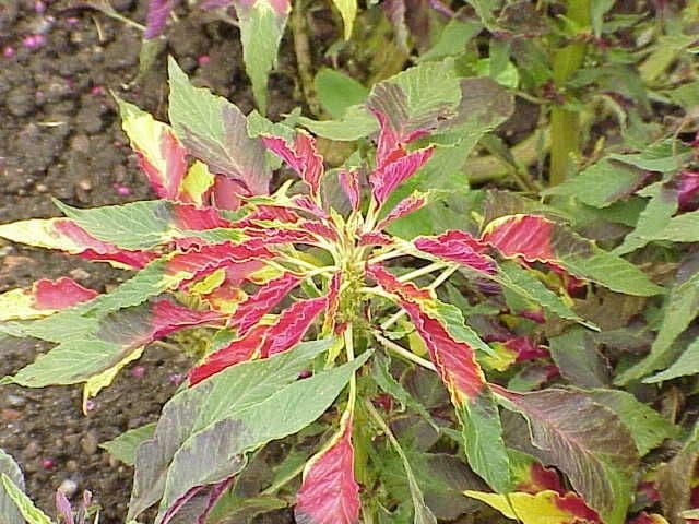 Amaranto tricolore 10