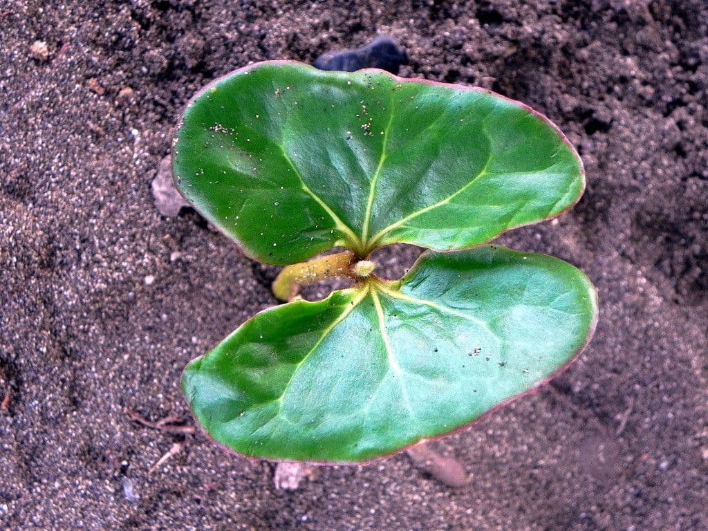 Indischer Mandelbaum 13