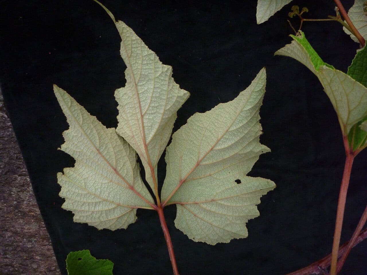 Ampelocissus 6