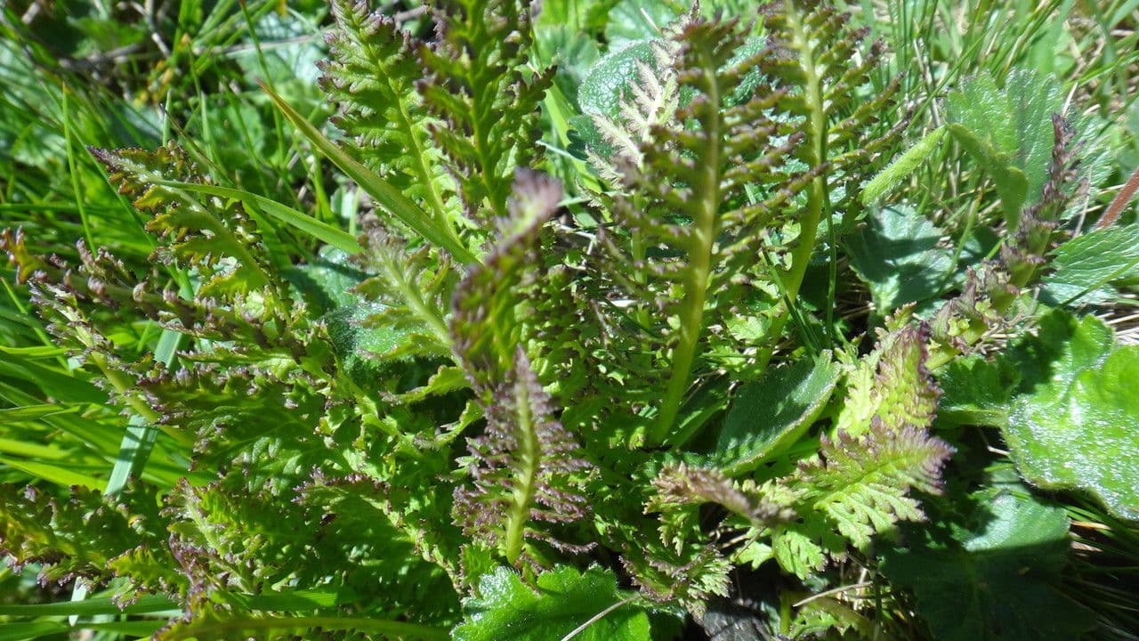 Pedicularis rostratospicata 12
