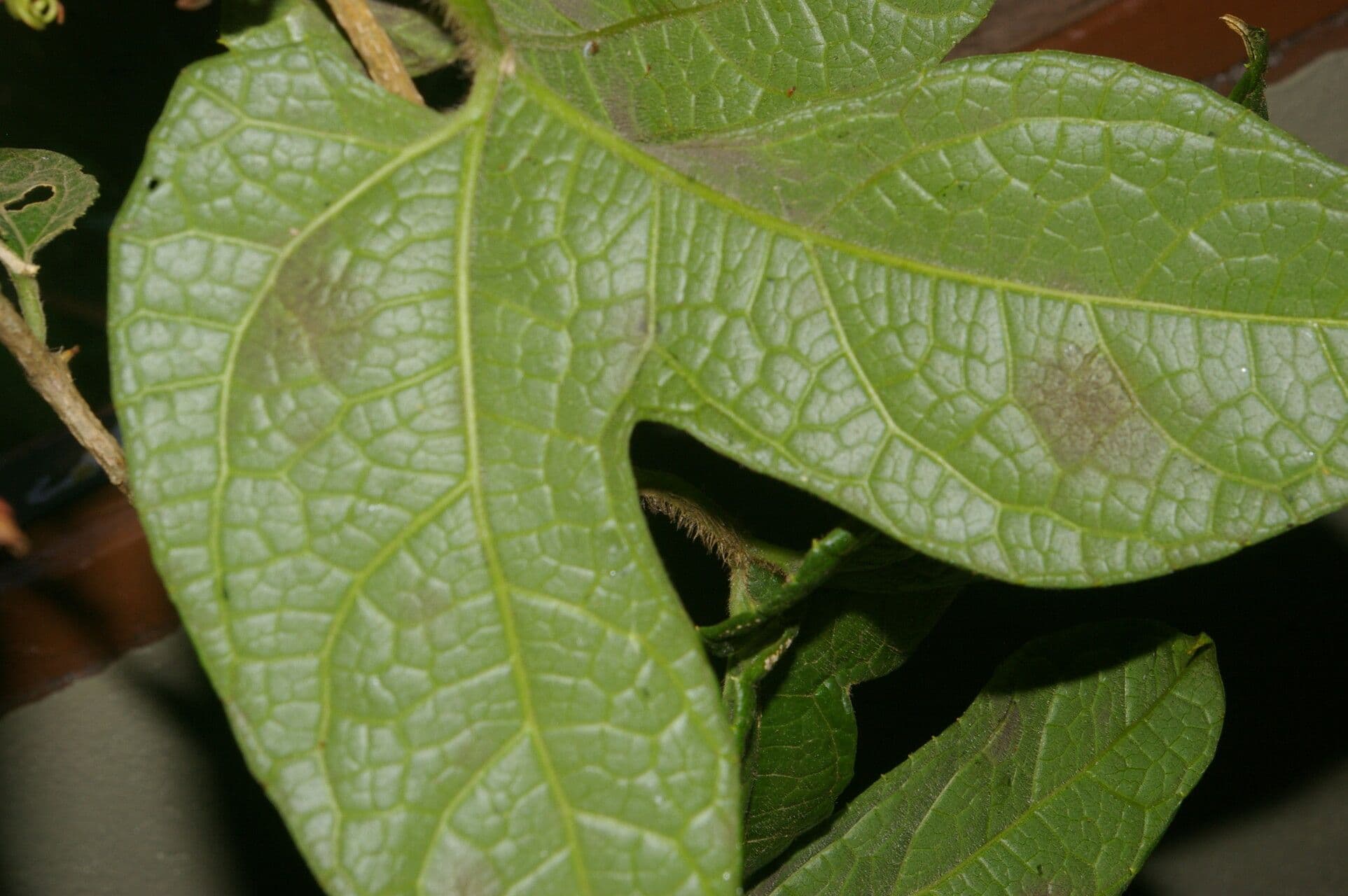 Calliandra 12