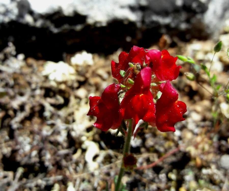 Linaria 3