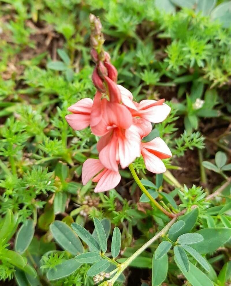 Indigofera 2