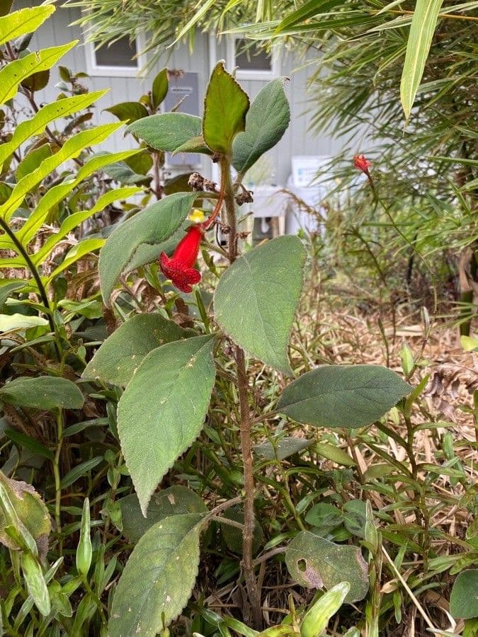 Kohleria pelosa 4