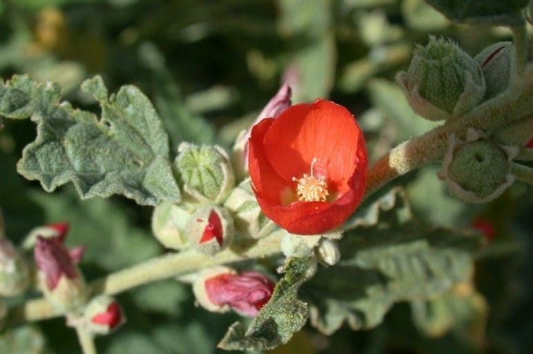 Sphaeralcea di Emory 2