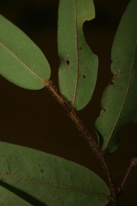 Xylopia 10