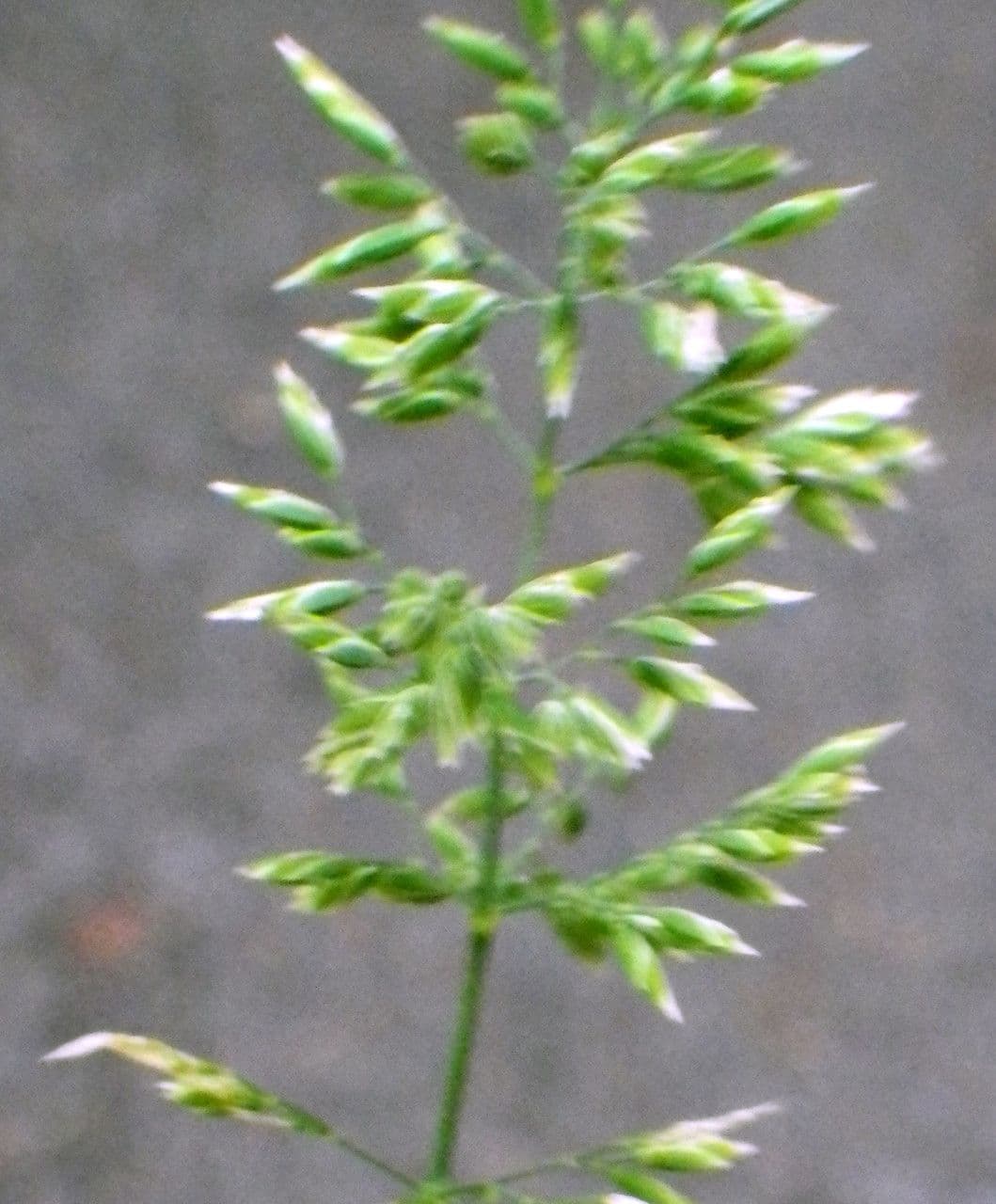 Fienarola di Chaix 6