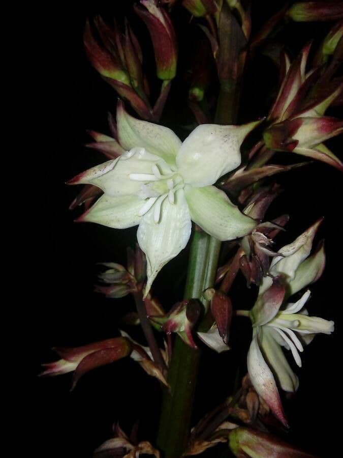 Yuca flaccida 3
