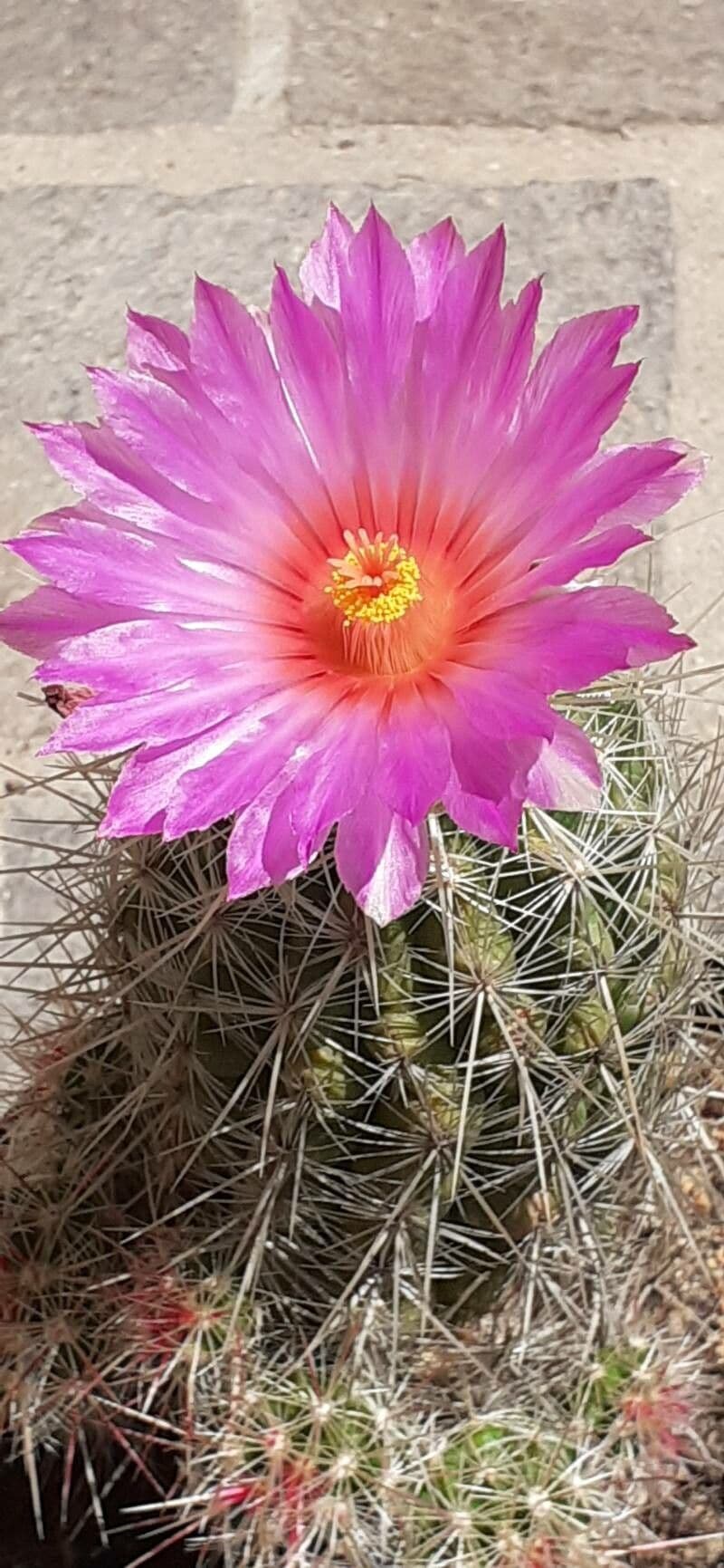 Thelocactus bicolor 3