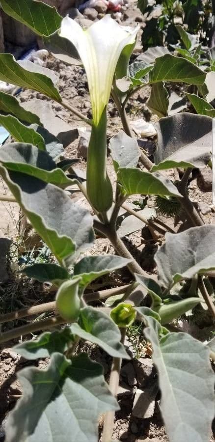 Datura di Wright 18