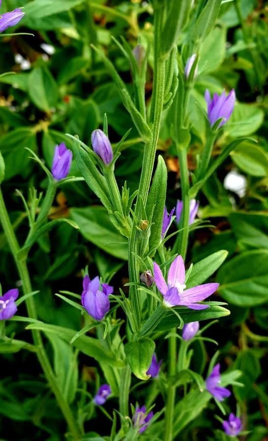 Sichelblume 3